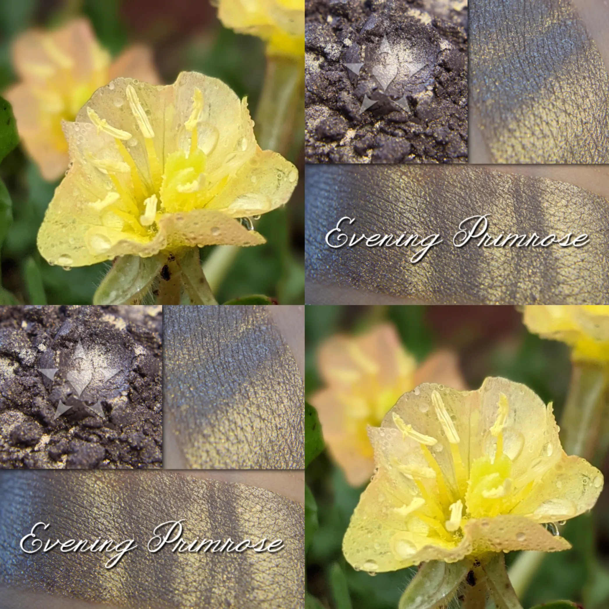 EVENING PRIMROSE - EYESHADOW
