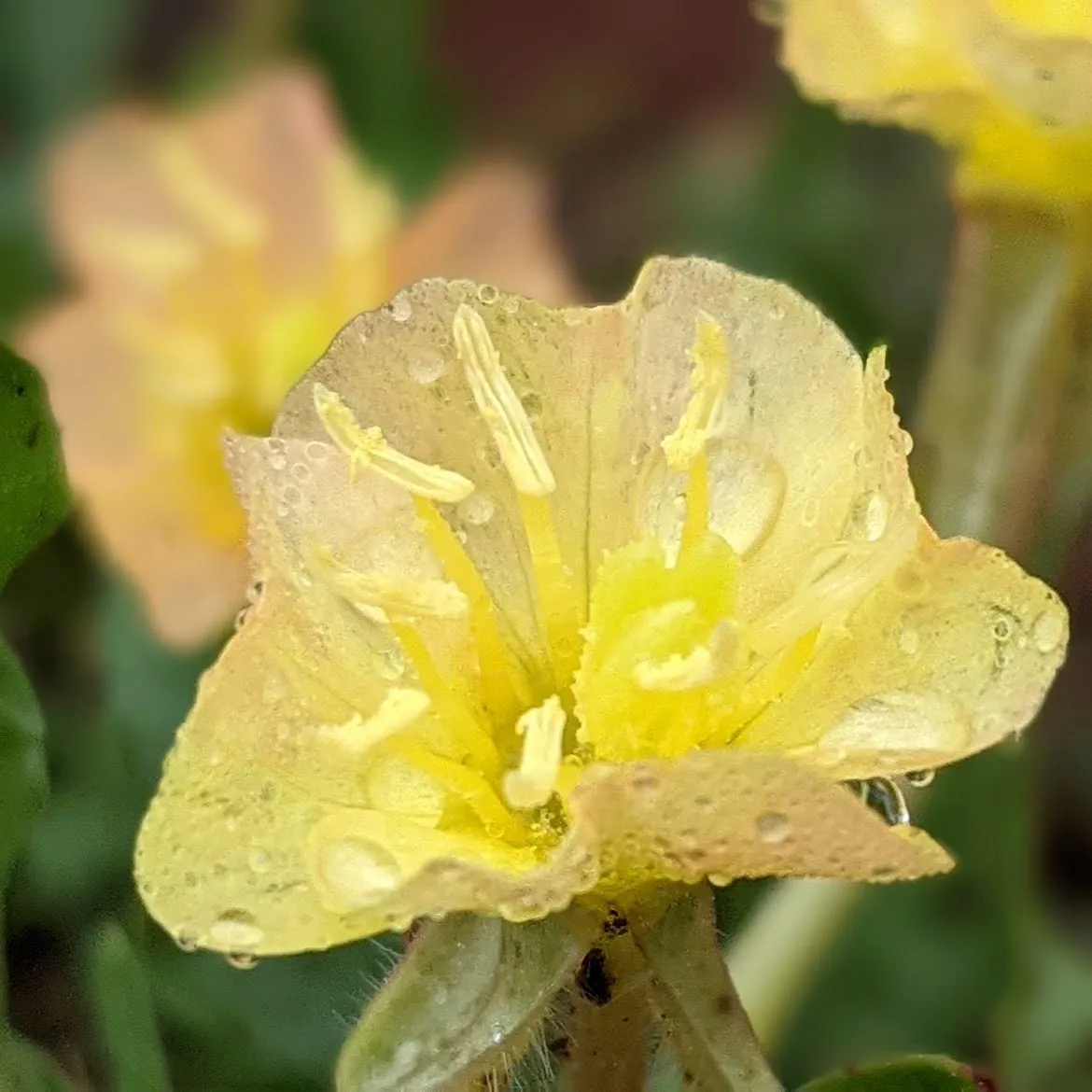EVENING PRIMROSE - EYESHADOW